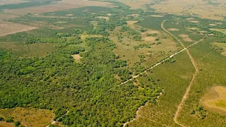 Study: Florida's Wildlife Corridor protects state from floods, fires, climate change