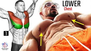 7 BEST EXERCISE LOWER CHEST WORKOUT 🔥