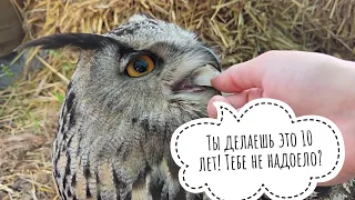 May 1 is the Hatching Day of the owl Yoll! The owl is 10 years old! And the Chuchundry is 18!