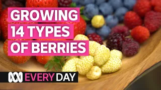 Connie grows more than a dozen types of berries in pots 🍒🍓 | Everyday | ABC Australia