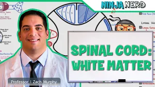 Neurology | Spinal Cord: White Matter Structure & Function