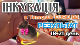 ІНКУБАЦІЯ‼️Результат🧐18-21 ДЕНЬ в Теплуша EURO 88🐣💛💙