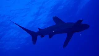 Oceanic whitetip shark Red Sea, Nov 2017