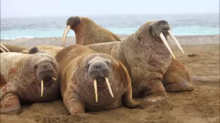Amazing Facts About Walruses