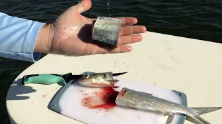 Using Cut Ladyfish For Redfish, Snook, Trout, & Shark Bait