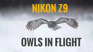 Nikon Z9 Autofocus test - Owls in Flight