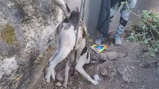 Shocking rescue of dog impaled by steel rod.