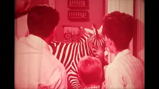 16mm Film - Zebra in the Kitchen - Trailer - USA 1965