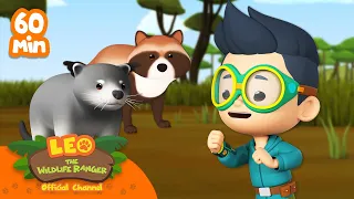 1 HOUR WITH ANIMALS LIKE CATS AND DOGS! 🐱🐶 | Leo the Wildlife Ranger | Kids Cartoons | #compilation