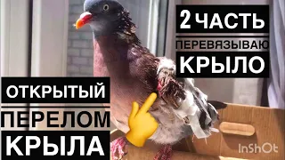 Открытый перелом крыла у голубя, как наложить повязку? 2часть