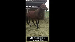 ИСПРАВЛЯЕМ ХРОМОТУ ЛОШАДЕЙ в MAXIMA VET!