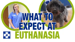 What to expect at pet euthanasia