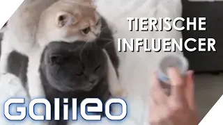 Petfluencer werden: So verdienen tierische Influencer viel Geld | Galileo | ProSieben