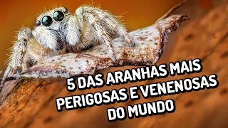 As 5 aranhas mais perigosas e venenosas do mundo