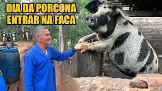 O MAIOR PRODUTOR DE PORCOS CAIPIRA DA REGIÃO