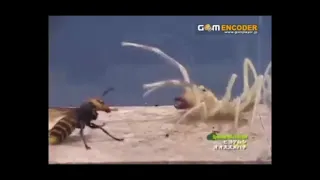 vespa asiática gigante vs aranha camelo - giant asian wasp vs camel spider