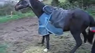 Gay, A Very Itchy Horse