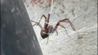 Duży pająk znaleziony w ogrodzie