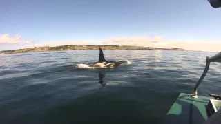 San Juan Island Orcas