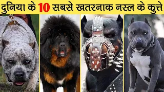 Top 10 Most Dangerous Dog breeds In The World | दुनिया के 10 सबसे खतरनाक नस्ल के कुत्ते