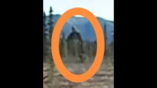 Real Giant Alaskan Sasquatch & Juvie Trackway! Bigfoot Barn