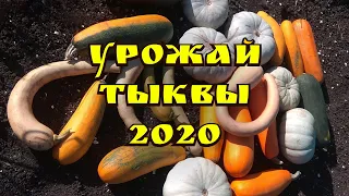 🎃 Урожай тыквы 2020 года! #shorts