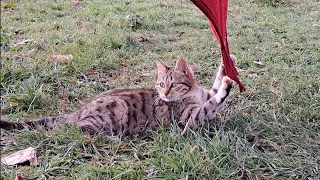 The games of the cute, playful kitten are very interesting 🥰