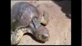 Injured Sea Turtle Rescued