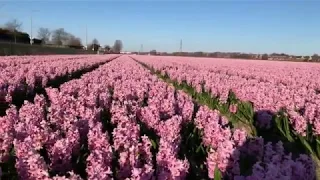 Hyacinth flower fields Bollenstreek the Netherlands