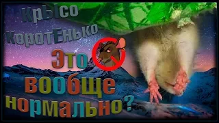 Крысы, это вообще нормально? (Fancy Rats | Декоративные Крысы)