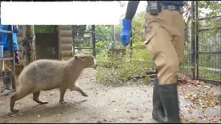 2024年05月中旬　竹のおやつの与え方。　～大宮公園小動物園のカピバラ～