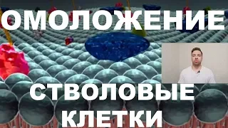 СТВОЛОВЫЕ КЛЕТКИ. Клеточное омоложение и рак. Внутреннее омоложение. Мифы и реальность. НАУЧНО.