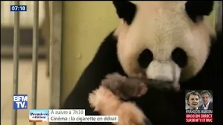 Au zoo de Beauval, ce câlin tout doux entre la maman panda et son bébé