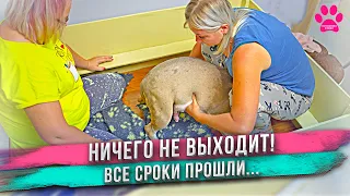 Похоже, что уже поздно... Щенок не двигается? Попытка принять роды у собаки дома обернулась фиаско!