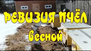 РЕВИЗИЯ ПЧЁЛ НА ПАСЕКЕ ВЕСНОЙ 2022