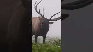 Bull Elk Bugling Very Close on a Foggy Day