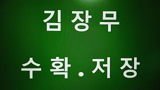 [텃밭농부. 444]  김장무 수확 저장.무우재배.11월