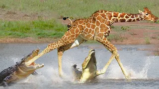 Best Of Giraffe Trying To Escape From The Crocodile But It's TOO Late