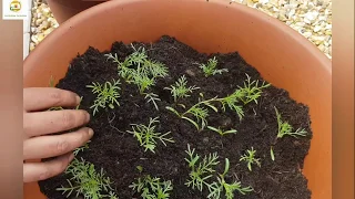 Growing garden cosmos from seeds and planting cosmos seedlings in containers