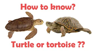 Difference between Turtle and tortoise | Turtle vs tortoise | Simply E-learn Kids