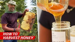100% pure honey 🍯 🐝Brave MAN Harvesting Honey Beehive by hands #shorts