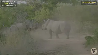 Rhino Bulls Fighting Part 5/7