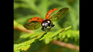 Интересные факты о божьей коровки(Interesting facts about ladybug)ю