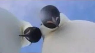 Penguins inadvertently take selfie video