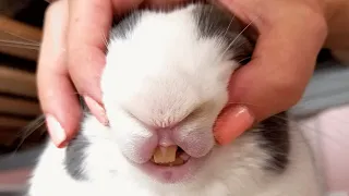 Woman stops putting her rabbit in cage. Here's the first thing he did to her.