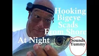 How To Hook Bigeye Scad Akule!