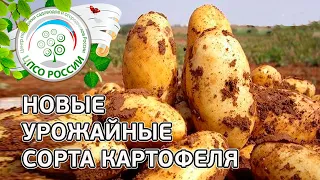 Сорта картофеля. Описание проверенных урожайных сортов картофеля.