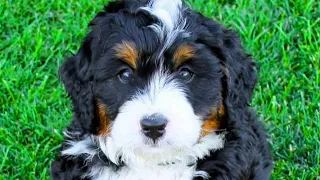 Bernedoodle - Top 10 Pro's and Cons of Owning a Bernedoodle