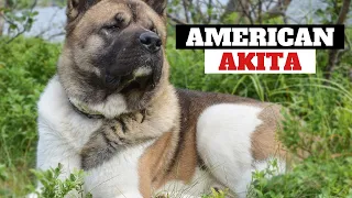 American Akita origin and history |  Is the Bold American Akita the Dog for You | Japanese Akita