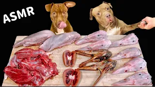 ASMR MUKBANG PITBULL EATING RAW FOODS DRIED DUCK HEAD